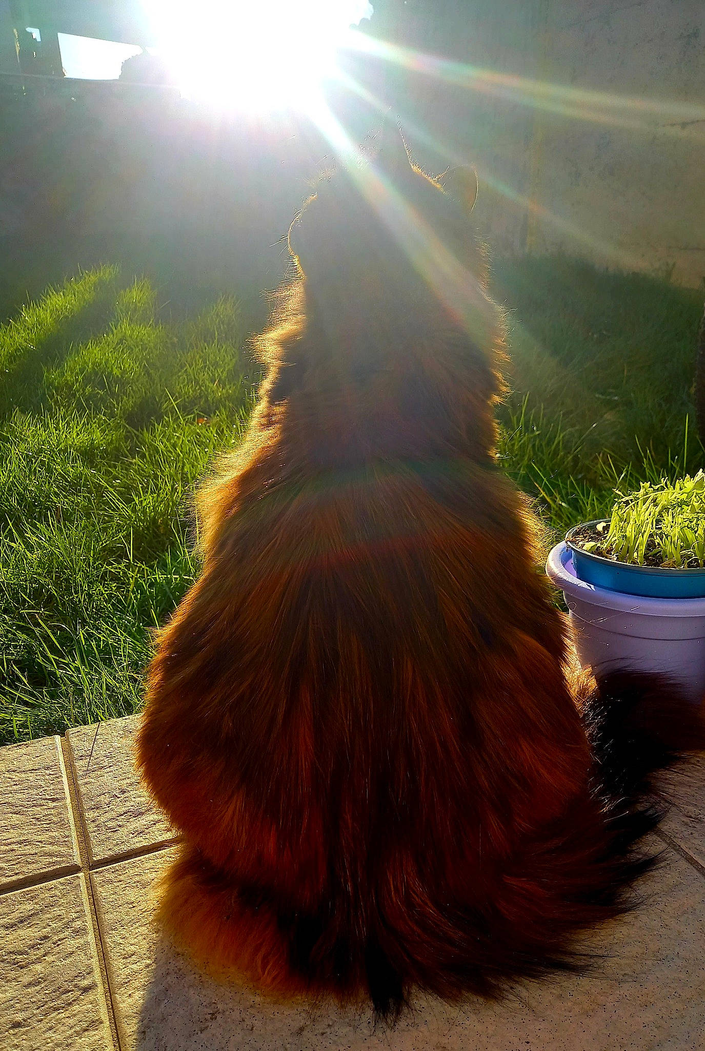 Souchka a rejoint le concours — aidez-le/la à gagner de superbes lots ! asphalt, carnivore, companion_dog, dog_breed, fawn, felidae, flooring, flowerpot, grass, houseplant, lens_flare, light, liver, plant, road, road_surface, sunlight, tail, tints_and_shades, whiskers
