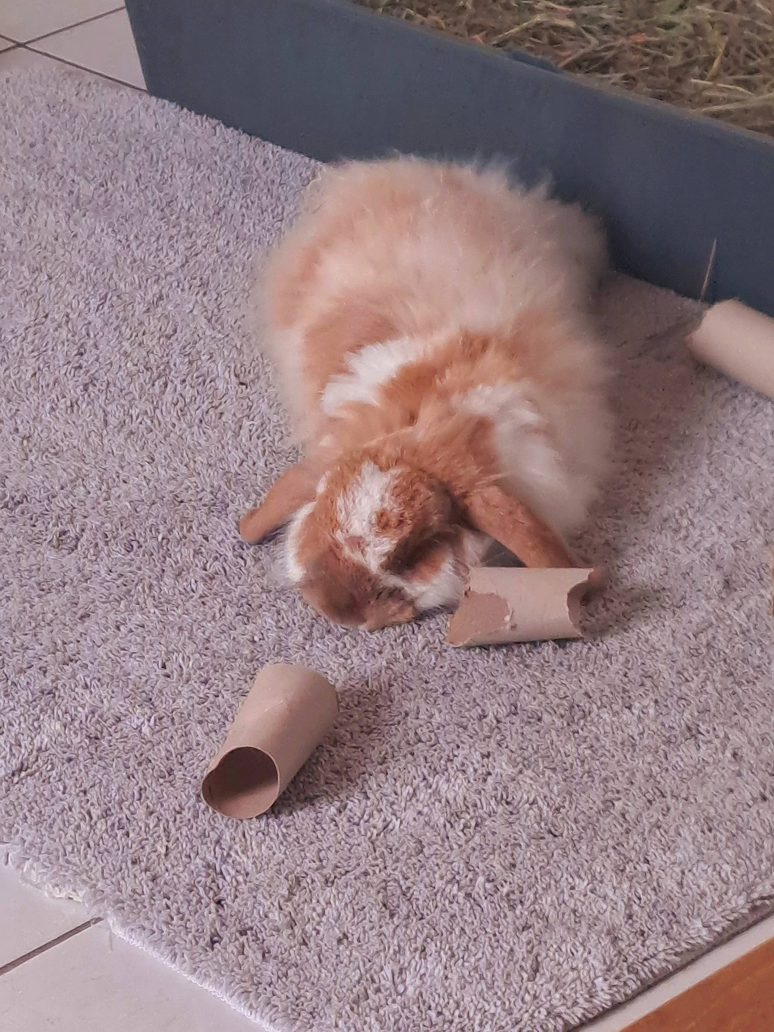 Boubou participe au concours pour gagner de l'argent avec cette photo : canidae, carnivore, cat, companion_dog, dog_breed, fawn, felidae, floor, flooring, fur, german_spitz, hardwood, paw, small_to_medium_sized_cats, spitz, sporting_group, tail, toy_dog, whiskers, wood