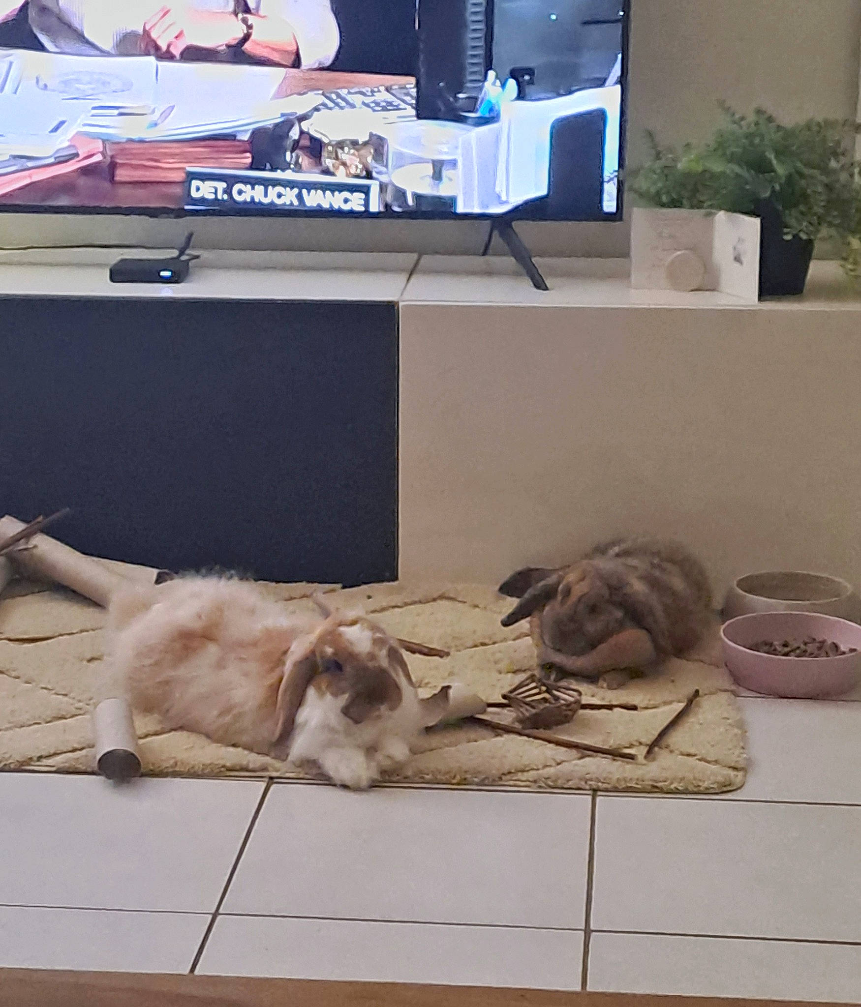 Boubou participe au concours pour gagner de l'argent avec cette photo : carnivore, comfort, companion_dog, dog, dog_breed, fawn, felidae, flooring, hardwood, interior_design, linens, living_room, output_device, plant, room, shelf, shelving, small_to_medium_sized_cats, television, wood