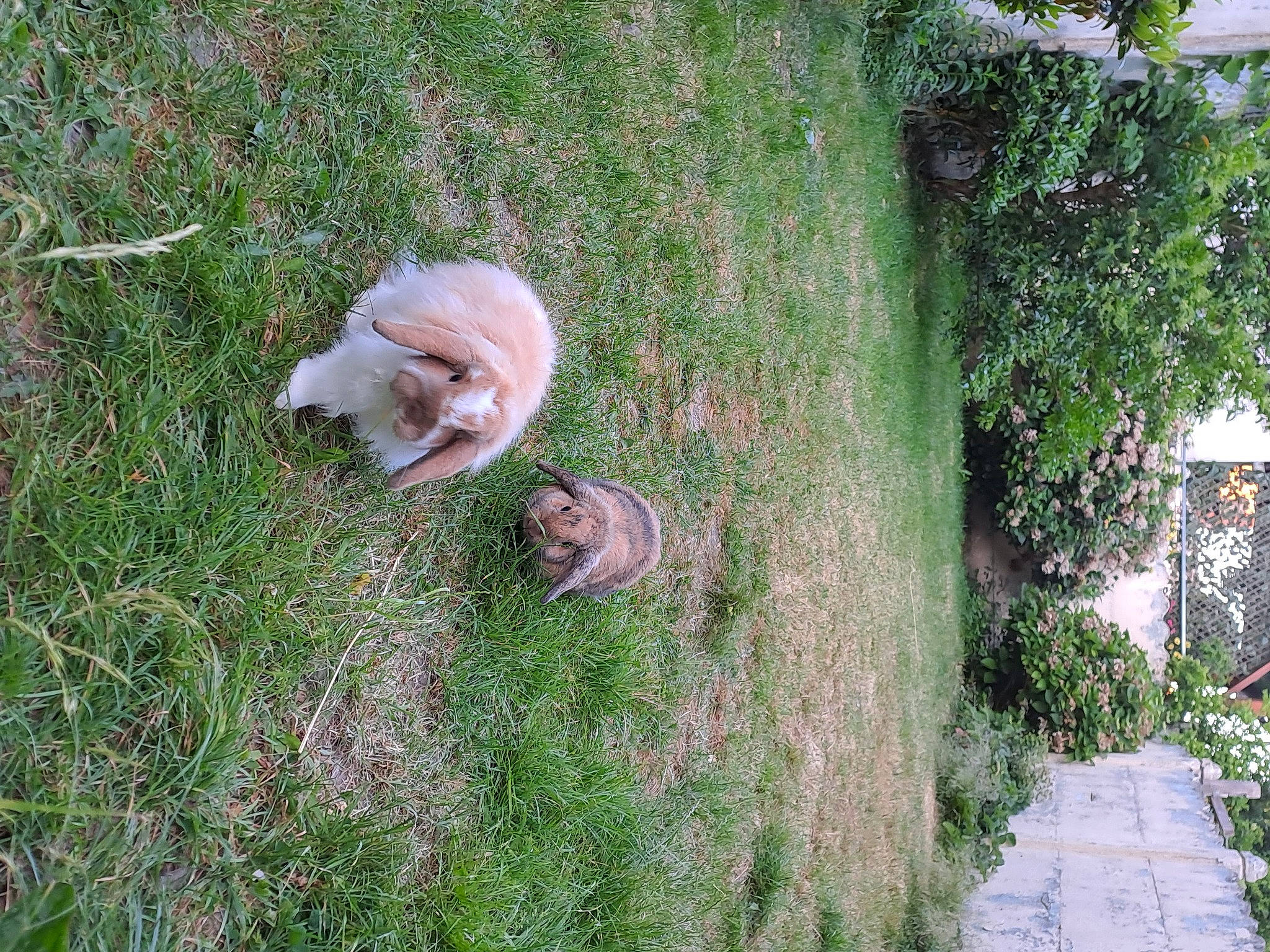 Boubou participe au concours pour gagner de l'argent avec cette photo : canidae, carnivore, companion_dog, dog, dog_breed, fawn, felidae, garden, grass, grass_family, groundcover, lawn, lawn_ornament, plant, shrub, sporting_group, tail, toy, toy_dog, tree