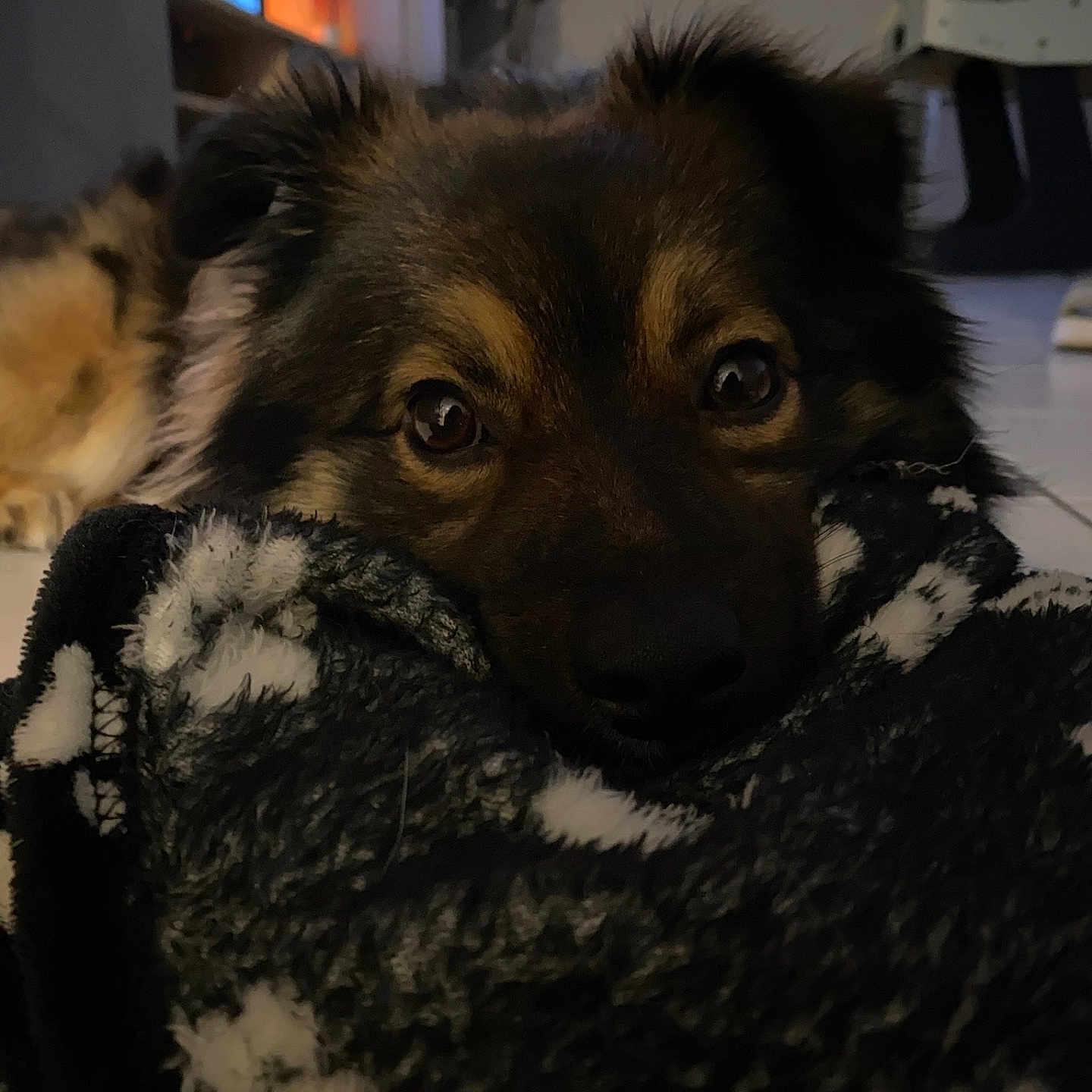 Toobie participe au concours pour gagner de l'argent avec cette photo : animal, blanket, canine, clothing, cockerspaniel, couch, dog, eskimodog, furniture, germanshepherd, hoodie, hound, husky, knitwear, papillon, pet, puppy, snout, sweater, sweatshirt