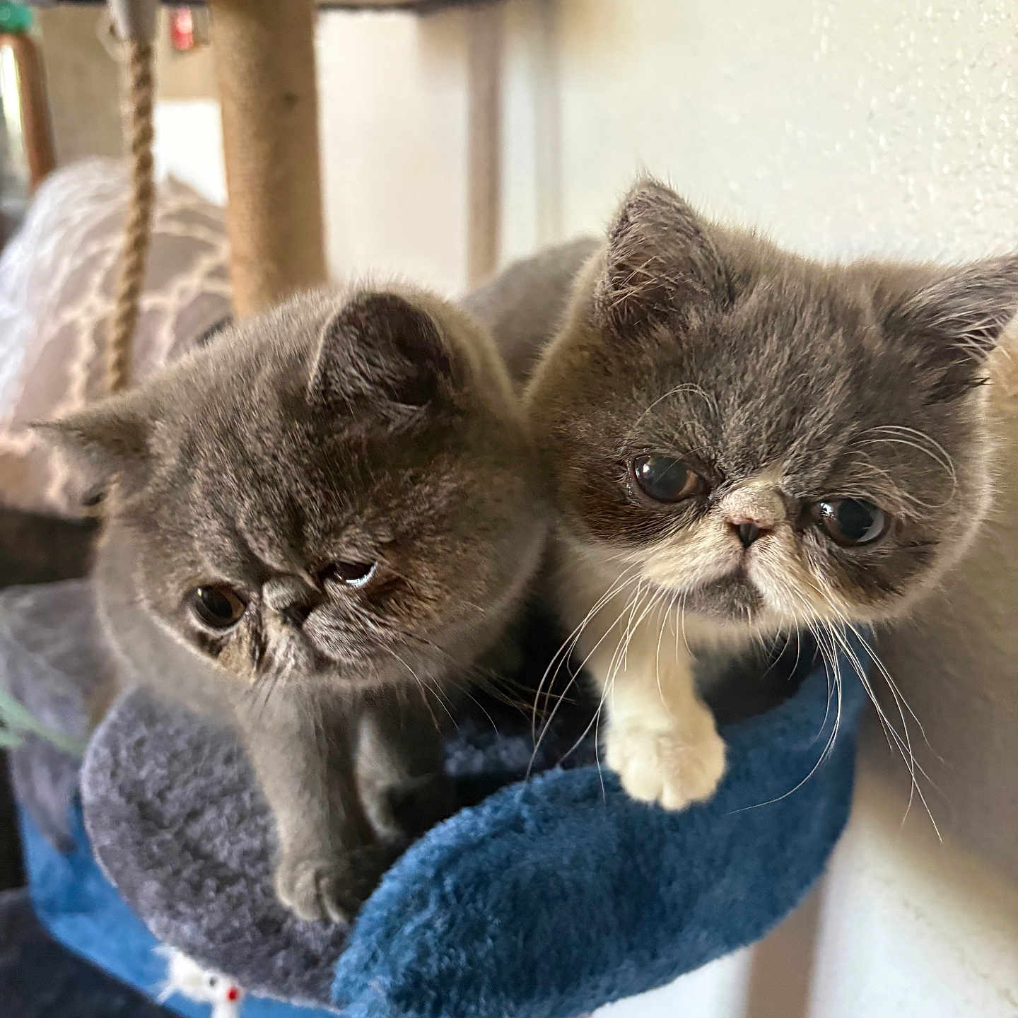 Roxy And Piper is registered to the contest to win money with this photo: kitten, cat, pet, animal, feline, cute, indoor, fur, whiskers, ears, young, gray, white, cat_tree, perched, closeup, portrait, domestic, companion, curious