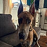Greyson joined the competition — help win amazing prizes! great_dane, dog, pet, indoor, living_room, couch, furniture, curtains, window, floor, wood_floor, shelf, decor, rug, denim, knee, casual, brown, ears, canine