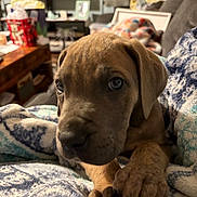 Greyson joined the competition — help win amazing prizes! puppy, dog, blanket, indoor, cozy, furniture, living_room, cute, pet, animal, snuggling, brown, closeup, soft_lighting, home, decor, relaxing, domestic, canine, comfort