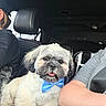 Teddy is registered to the contest to win money with this photo: dog, shih_tzu, pet, bow_tie, fluffy, white_fur, black_and_white_fur, car, vehicle, car_interior, passenger, seat, headrest, portrait, closeup, sitting, tongue_out, cute, companion_animal, daylight