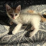 kitten, cat, pet, animal, fur, whiskers, ears, eyes, tail, paws, sunlight, shadow, rug, pattern, indoor, cute, curious, small, young, feline