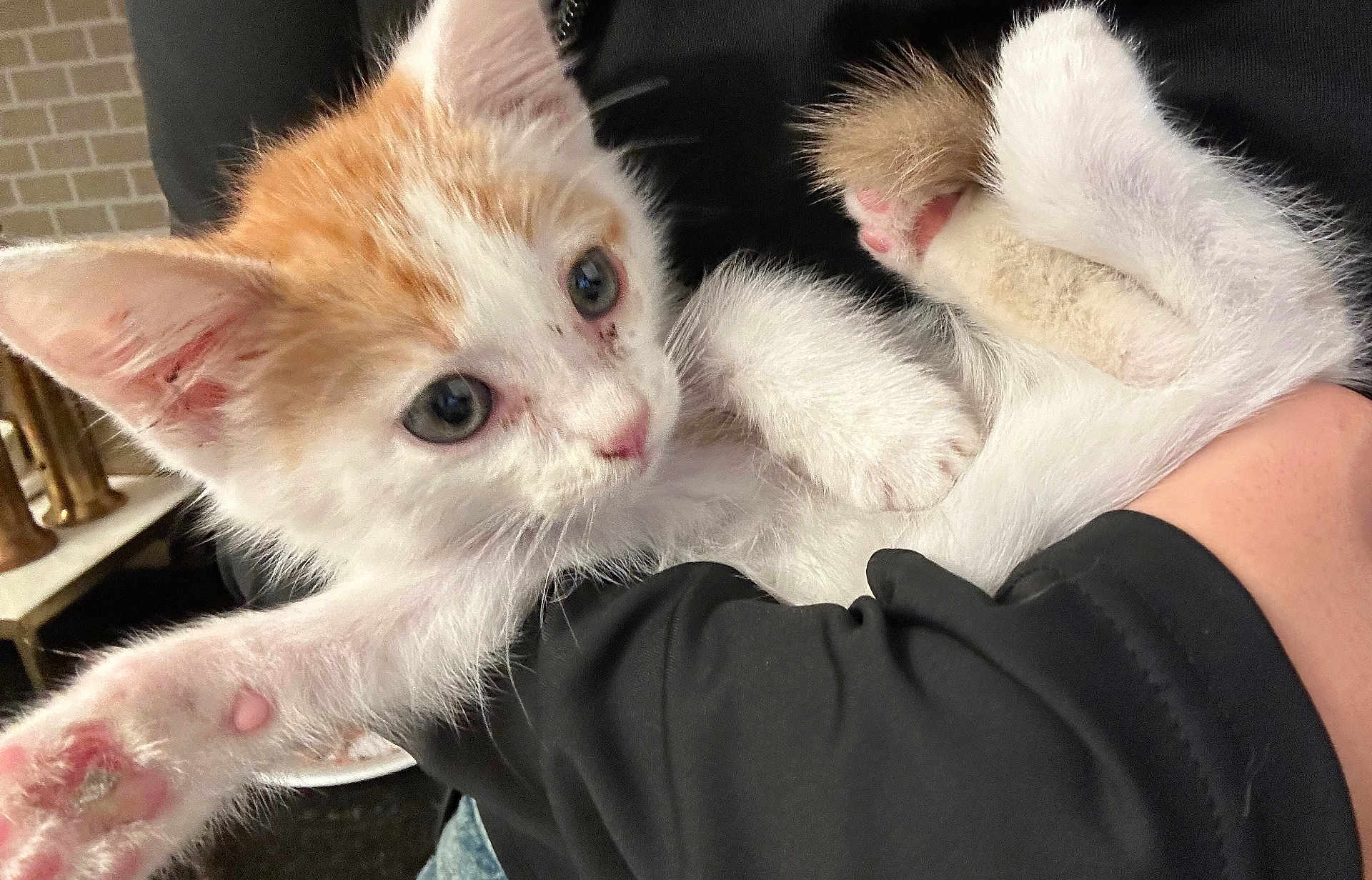 Simba is registered to the contest to win money with this photo: kitten, cat, animal, pet, cute, close_up, feline, paw, white, orange, fur, young, domestic_animal, holding, hand, indoor, curious, soft, small, portrait