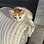 Simba joined the competition — help win amazing prizes! kitten, cat, orange_and_white, blanket, knit, cozy, chair, gray, furniture, indoor, pet, cute, small, resting, curious, fur, animal, young, domestic, texture