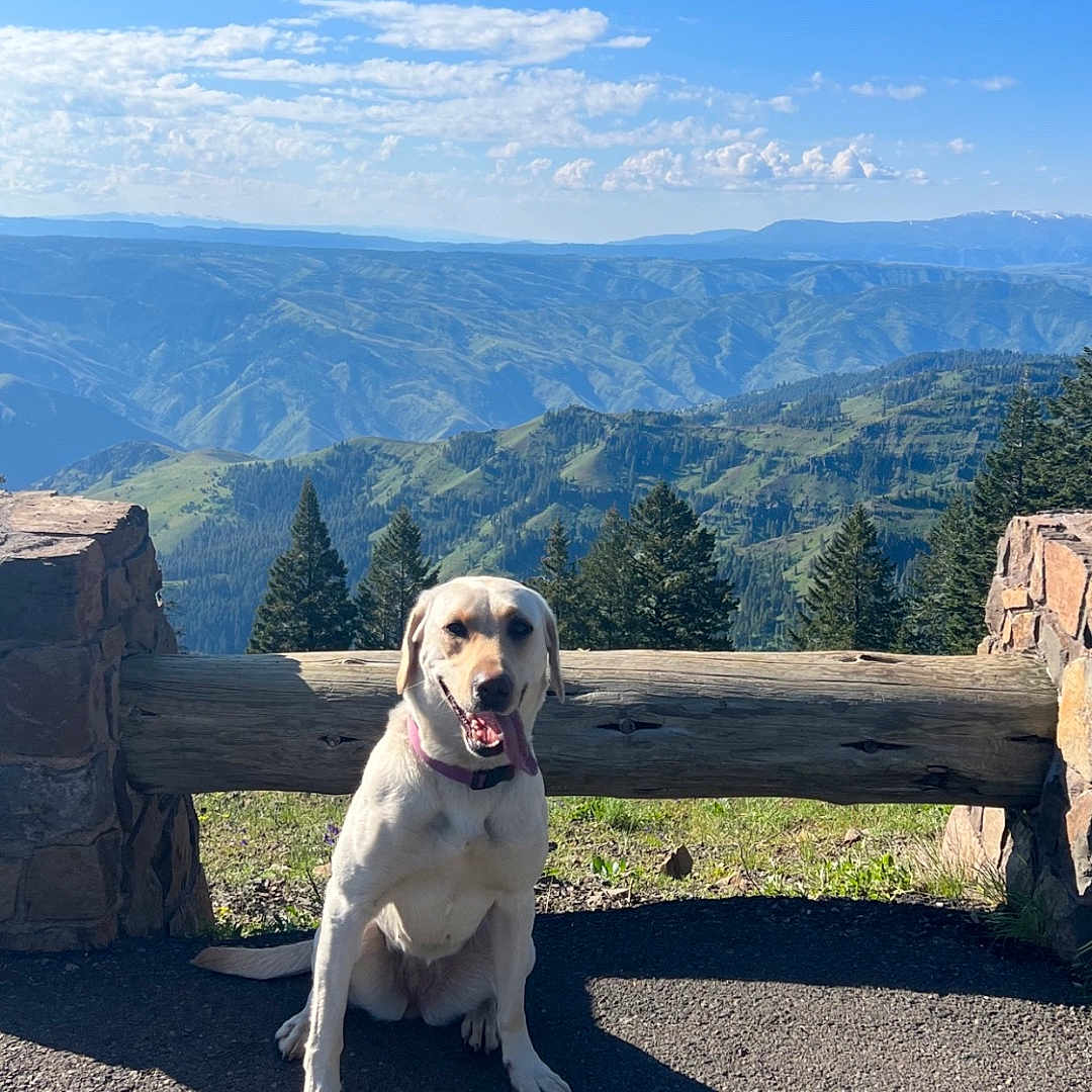 Junie Patunie joined the competition — help win amazing prizes! animal, canine, dog, face, grass, head, landscape, nature, outdoors, person, pet, photography, plant, portrait, rock, scenery, sky, tree, vegetation, wilderness