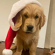 Tao participe au concours pour gagner de l'argent avec cette photo : adorable, animal, christmas, collar, cute, dog, ears, festive, floor, fur, golden_retriever, holiday, indoor, nose, pet, portrait, puppy, santa_hat, wooden_floor, young