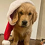 adorable, animal, christmas, collar, cute, dog, ears, festive, floor, fur, golden_retriever, holiday, indoor, nose, pet, portrait, puppy, santa_hat, wooden_floor, young