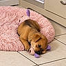 animal, bathroom, brown_fur, cabinet, cute, dog, fluffy_bed, home, indoor, nap, pet, pink_bed, plush_toy, portrait, puppy, purple_toy, resting, sleeping, small_dog, tile_floor