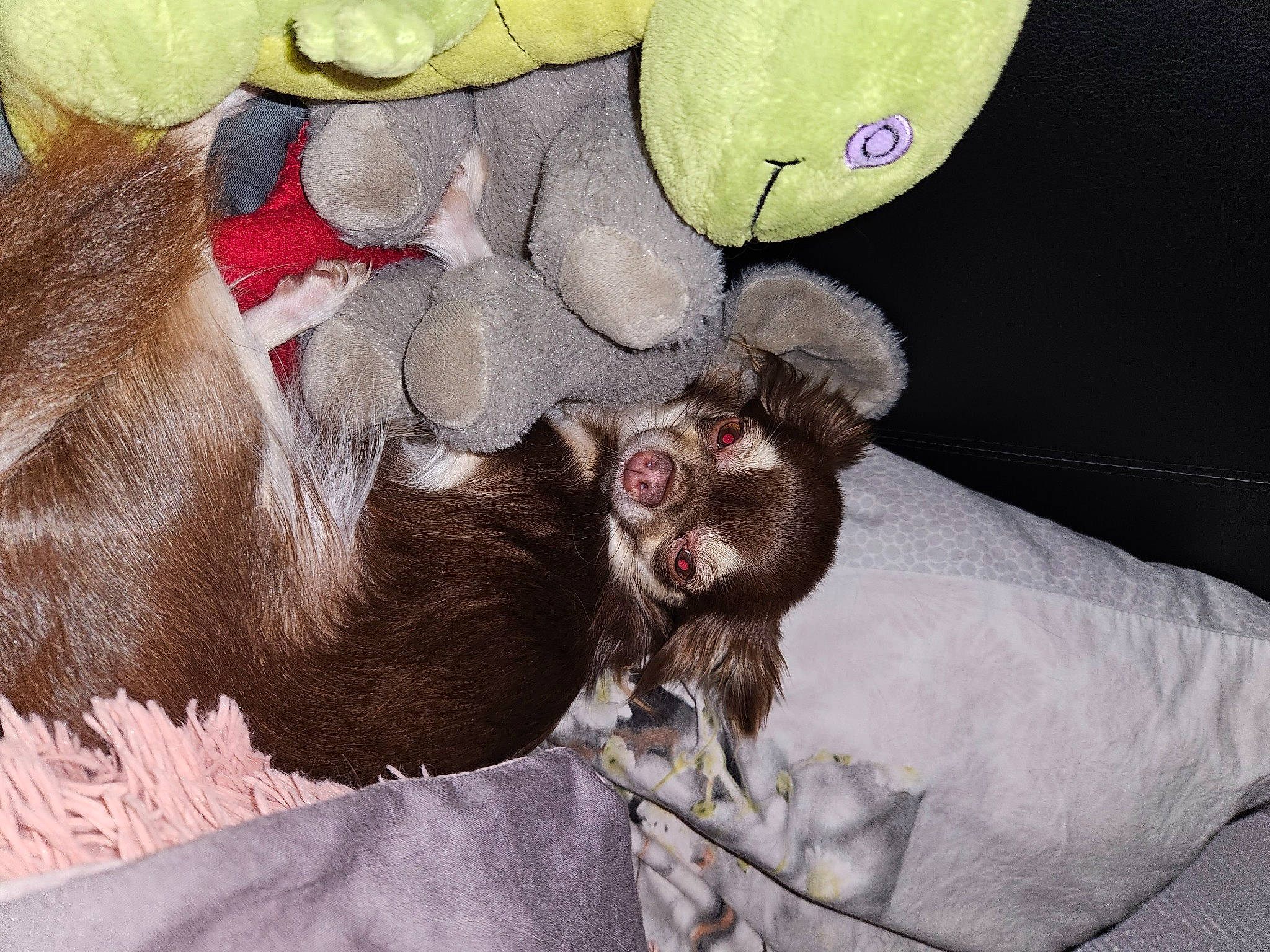 Pink a rejoint le concours — aidez-le/la à gagner de superbes lots ! art, comfort, fawn, fur, liver, paw, primate, snout, stuffed_toy, teddy_bear, terrestrial_animal, toy, working_animal