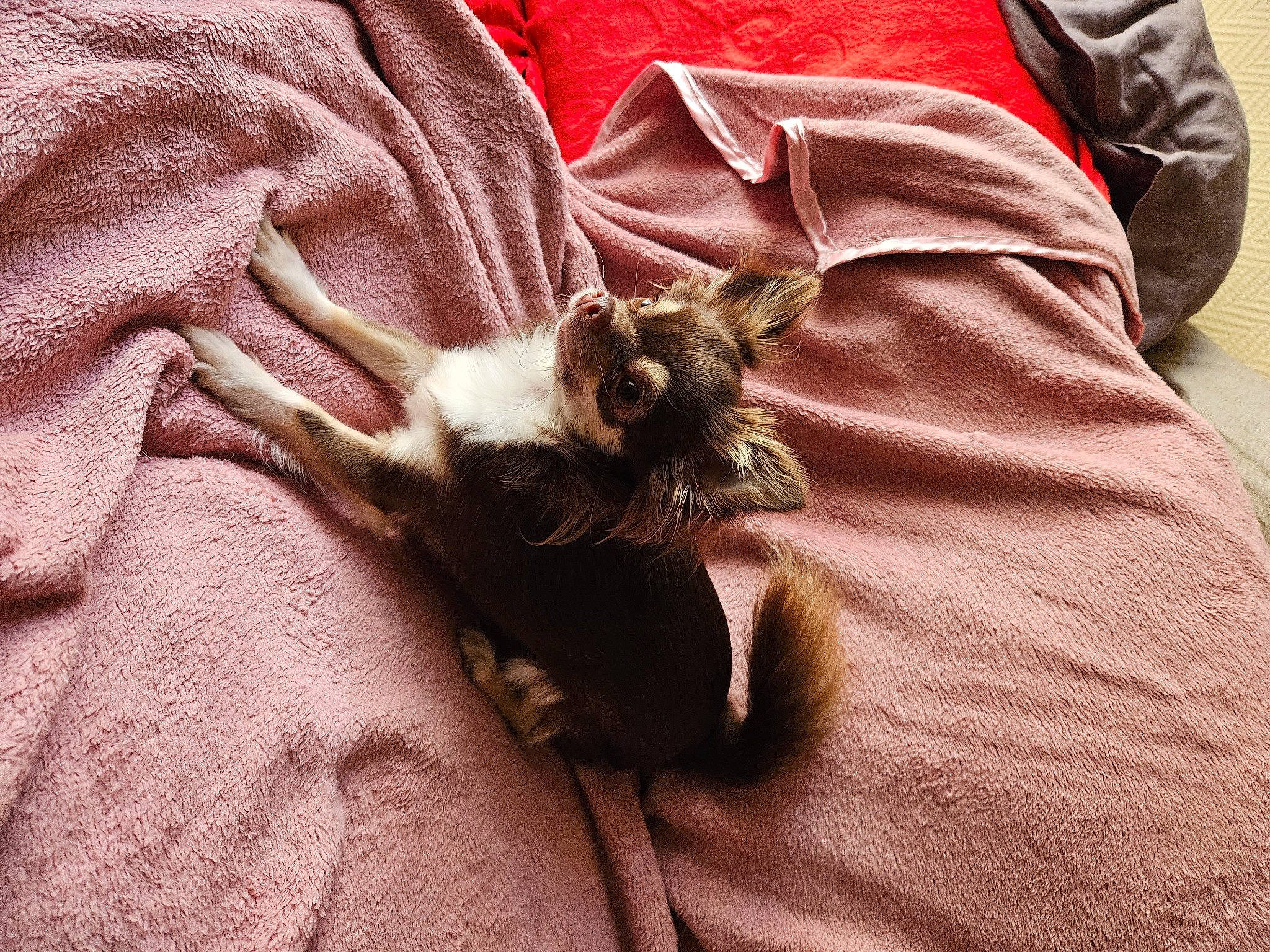 Pink participe au concours pour gagner de l'argent avec cette photo : bat, brown, canidae, carnivore, cat, claw, collar, comfort, fawn, felidae, fur, linens, little_brown_myotis, mouse_eared_bat, paw, pipistrelles, sleeve, small_to_medium_sized_cats, terrestrial_animal, whiskers