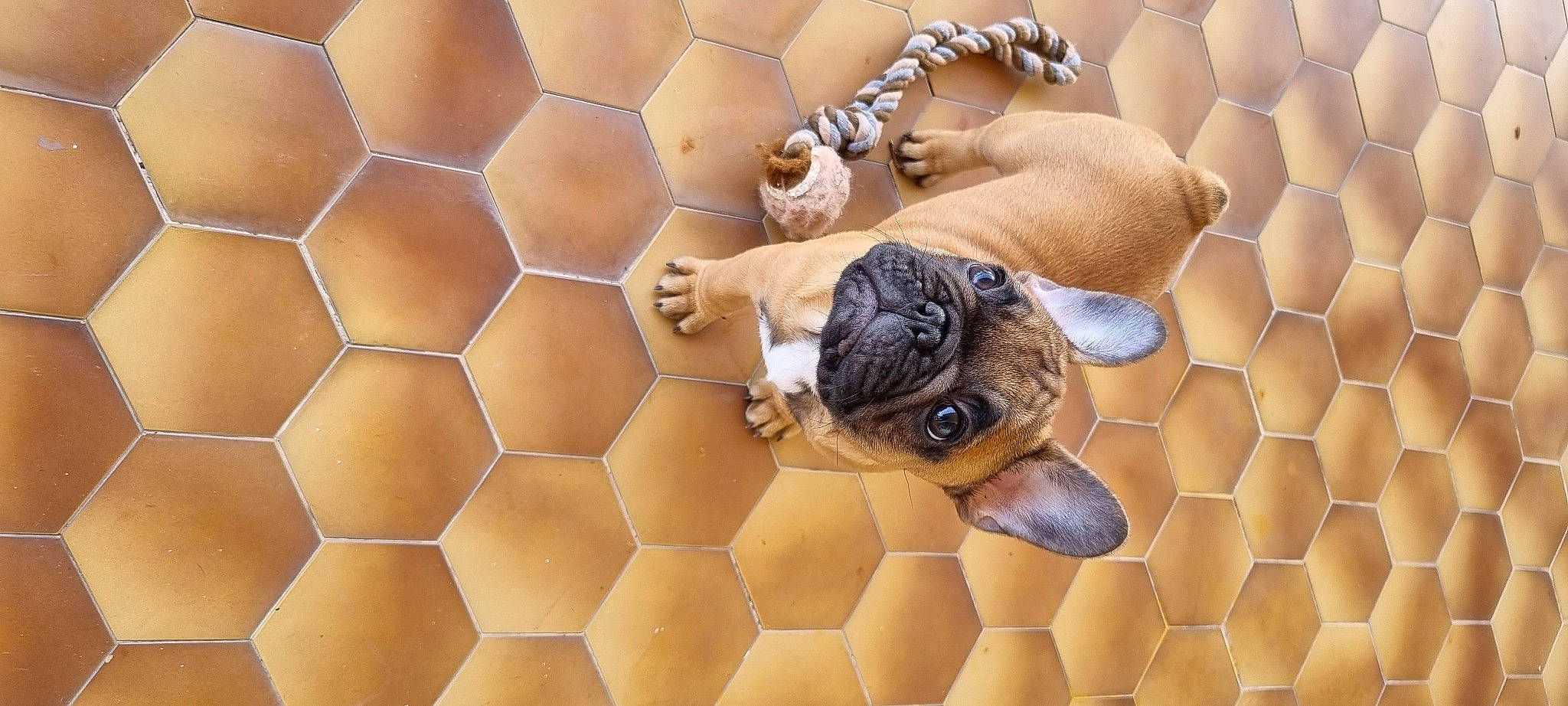 Tao a rejoint le concours — aidez-le/la à gagner de superbes lots ! art, ceiling, circle, close_up, companion_dog, dog, dog_breed, fawn, flooring, mesh, metal, organism, pattern, paw, symmetry, terrestrial_animal, tile, wildlife, wood, working_animal