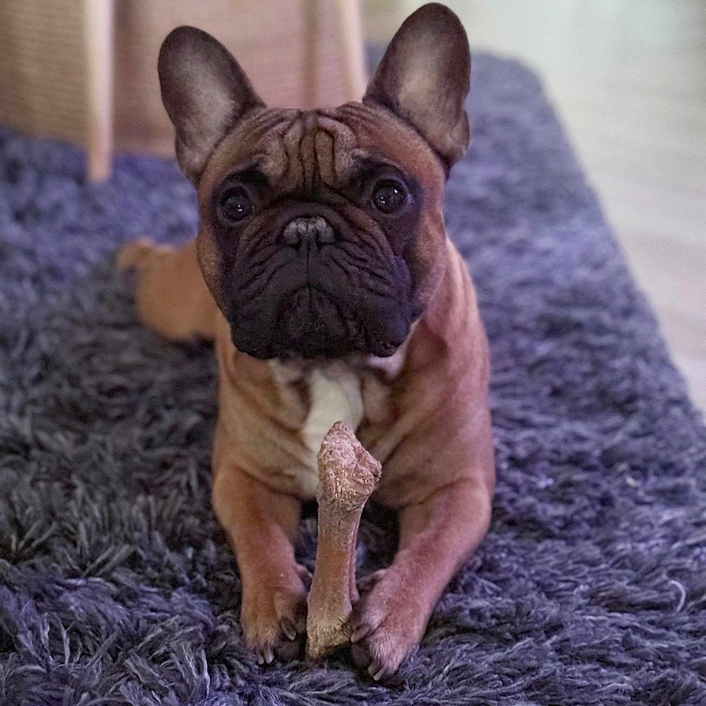 Tao a rejoint le concours — aidez-le/la à gagner de superbes lots ! animal, boxer, bulldog, canine, dog, dogbed, frenchbulldog, homedecor, pet, pitbull, pug, puppy, rug, snout