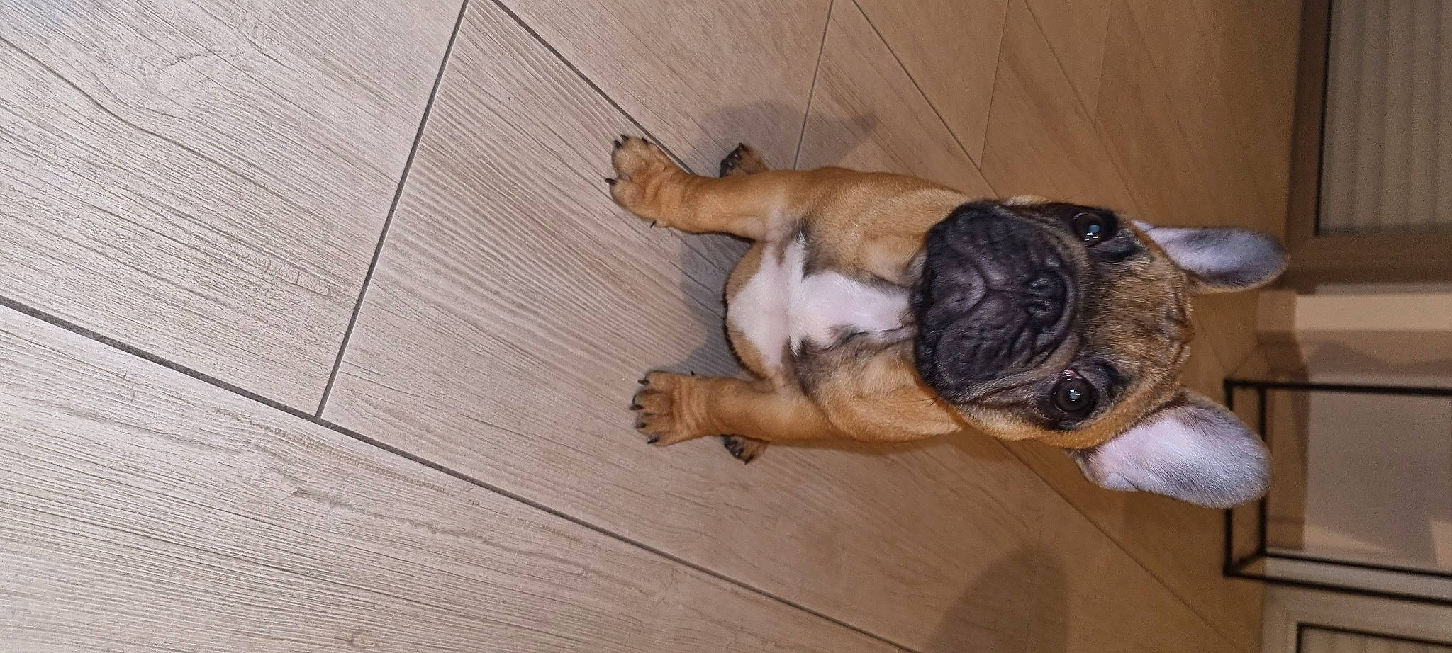 Tao participe au concours pour gagner de l'argent avec cette photo : carnivore, companion_dog, dog, dog_breed, fawn, floor, flooring, hardwood, paw, plank, pug, snout, sporting_group, tail, terrestrial_animal, wood, wood_flooring, wood_stain, working_animal, wrinkle