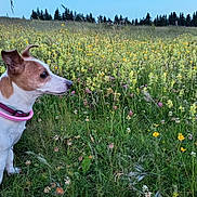 Kallye participe au concours pour gagner de l'argent avec cette photo : dog, animal, pet, collar, wildflower, meadow, grass, outdoor, nature, field, flora, plant, greenery, sky, tree, pine_tree, summer, canine, side_view, curious