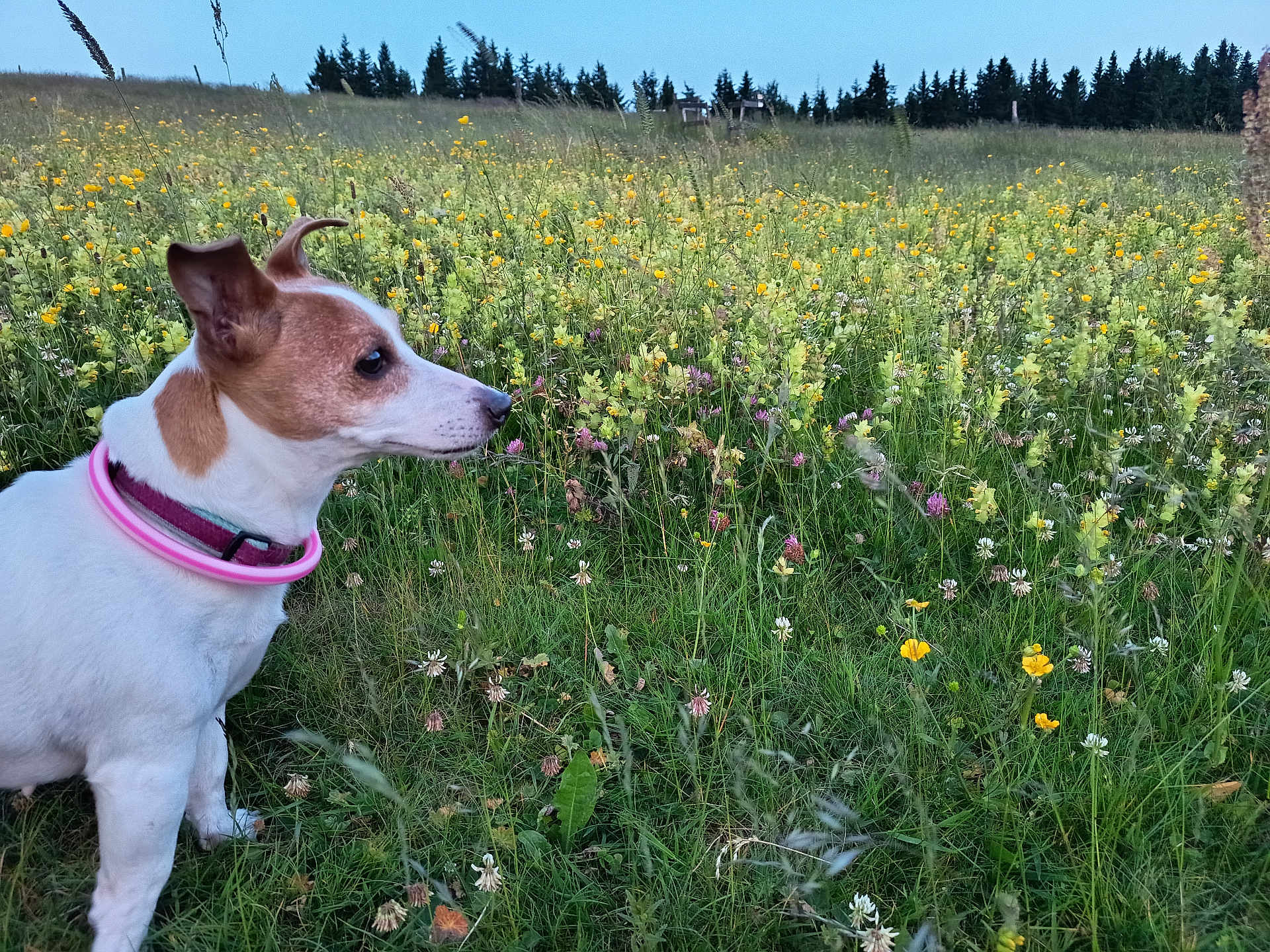 Kallye participe au concours pour gagner de l'argent avec cette photo : dog, animal, pet, collar, wildflower, meadow, grass, outdoor, nature, field, flora, plant, greenery, sky, tree, pine_tree, summer, canine, side_view, curious