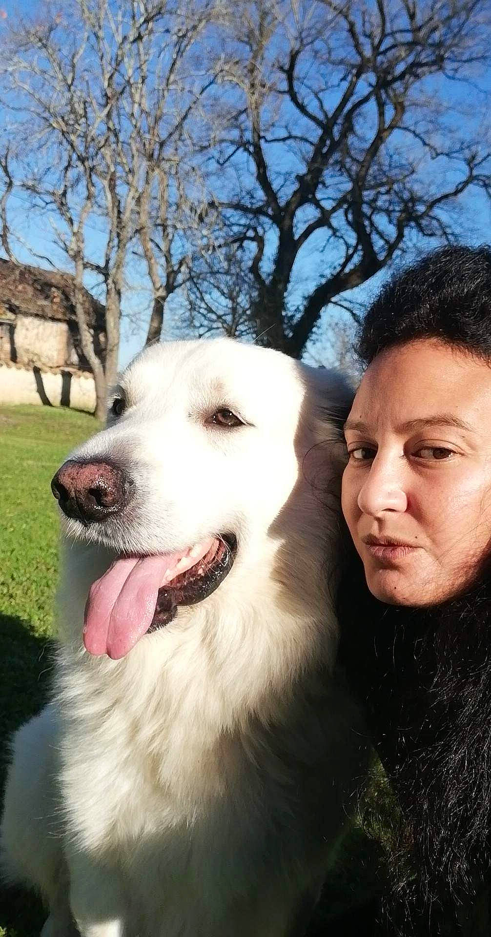 Bouli participe au concours pour gagner de l'argent avec cette photo : canidae, carnivore, companion_dog, dog, dog_breed, fang, flash_photography, gesture, great_pyrenees, happy, head, jaw, people_in_nature, plant, sky, smile, snout, sporting_group, tree, window