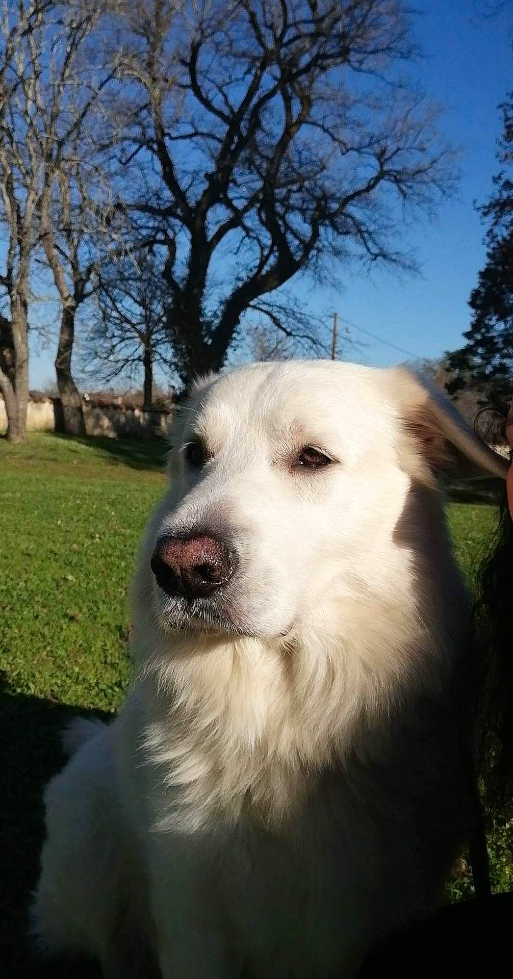 Bouli a rejoint le concours — aidez-le/la à gagner de superbes lots ! canidae, carnivore, companion_dog, dog, dog_breed, fang, fur, grass, great_pyrenees, plant, sky, snout, sporting_group, terrestrial_animal, tree, whiskers, working_animal, working_dog