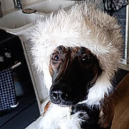 Vanille participe au concours pour gagner de l'argent avec cette photo : dog, hat, fur, indoors, kitchen, wooden_floor, tile_wall, appliance, sink, utensils, brown_fur, black_fur, pet, animal, domestic_animal, canine, cute, costume, winter, portrait