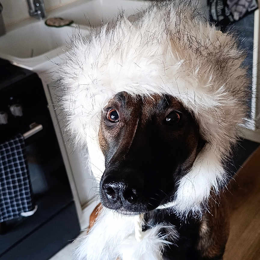 Vanille participe au concours pour gagner de l'argent avec cette photo : animal, appliance, black_fur, brown_fur, canine, costume, cute, dog, domestic_animal, fur, hat, indoors, kitchen, pet, portrait, sink, tile_wall, utensils, winter, wooden_floor