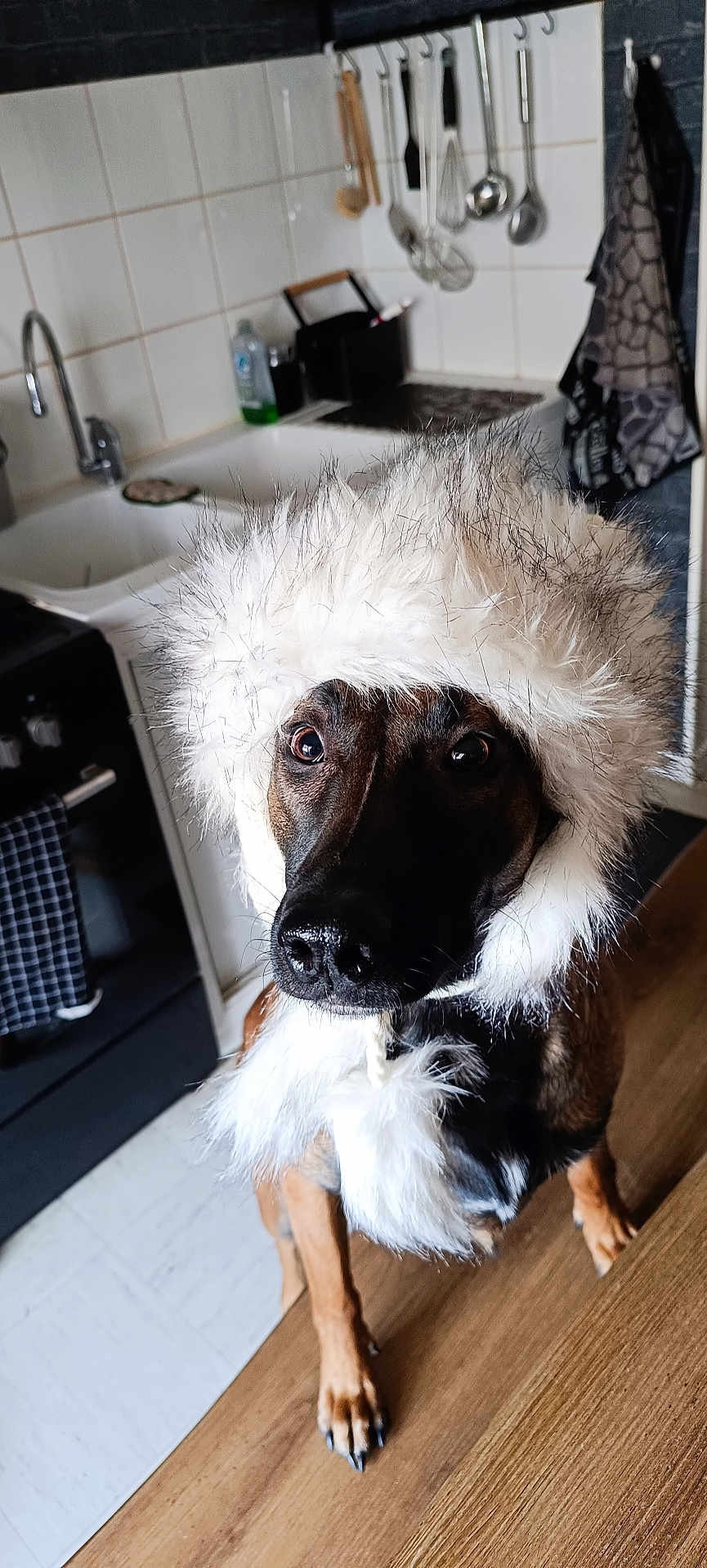 Vanille participe au concours pour gagner de l'argent avec cette photo : dog, hat, fur, indoors, kitchen, wooden_floor, tile_wall, appliance, sink, utensils, brown_fur, black_fur, pet, animal, domestic_animal, canine, cute, costume, winter, portrait