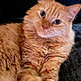 cat, orange_tabby, fluffy_fur, pet, animal, indoor, relaxed, close_up, portrait, feline, cute, whiskers, ears, eyes, soft_texture, cozy, resting, domestic_cat, curious, comfortable