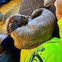 dog, curled_up, sleeping, couch, lap, yellow_shirt, indoor, relaxing, fur, collar, person, resting, cozy, furniture, brown_dog, home, comfort, casual, living_room, pet
