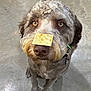 Jaxx is registered to the contest to win money with this photo: dog, cracker, nose, curly_fur, pet, animal, brown, eyes, floor, indoor, collar, sitting, cute, focused, waiting, muzzle, whiskers, fur, canine, closeup