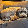 Jaxx is registered to the contest to win money with this photo: dog, curly_fur, couch, indoor, pet, relaxed, brown, fur, resting, living_room, cozy, animal, companion, home, quiet, comfort, furniture, canine, laying_down, portrait