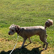 Jaxx is registered to the contest to win money with this photo: dog, leash, grass, outdoor, pet, animal, sunlight, groomed, curious, side_view, canine, nature, summer, shadows, greenery, walking, fur, tail, collar, park