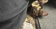 Azshara is registered to the contest to win money with this photo: animal, cat, closeup, companion, cozy, curious_eyes, cute, domestic_animal, fabric, feline, gray_surface, home, indoor, lying_down, pet, relaxed, resting, shaved_belly, soft_lighting, tortoiseshell_cat