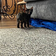 Azshara is registered to the contest to win money with this photo: animal, blue_blanket, carpet, cat, chair, cozy, curious, domestic, flooring, furniture, gray_couch, home, indoor, kitten, looking_back, pet, small_animal, tortoiseshell, wooden_floor, wrought_iron_stand