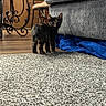 animal, blue_blanket, carpet, cat, chair, cozy, curious, domestic, flooring, furniture, gray_couch, home, indoor, kitten, looking_back, pet, small_animal, tortoiseshell, wooden_floor, wrought_iron_stand