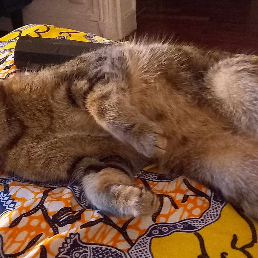 K-Ty participe au concours pour gagner de l'argent avec cette photo : animal, bed, blanket, cat, closeup, cozy, cute, domestic_cat, feline, fur, indoor, patterned_blanket, paw, pet, relaxed, resting, sleepy, striped, tabby, whiskers