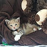 animal, baby_bottle, basket, brown_blanket, cat, comfort, cozy, cute, domestic, feline, indoor, kitten, pet, playful, resting, sleepy, small, soft, teddy_bear, toy