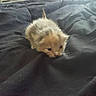 kitten, cat, baby_animal, fur, bed, blanket, indoor, small, cute, animal, pet, feline, young, cozy, soft, light, window, room, resting, curious