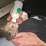 Calliemay joined the competition — help win amazing prizes! kitten, cat, baby_animal, feeding, bottle, hand, towel, fur, cute, domestic_animal, pet, nurturing, small, animal_care, indoor, close_up, human_interaction, gentle, comfort, love