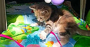 Calliemay is registered to the contest to win money with this photo: kitten, cat, toy, play_mat, zebra_toy, colorful, indoor, sunlight, animal, pet, curious, playful, paw, soft_toy, pattern, green, orange, blue, yellow, cute
