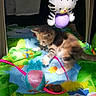 kitten, cat, toy, play_mat, zebra_toy, colorful, indoor, sunlight, animal, pet, curious, playful, paw, soft_toy, pattern, green, orange, blue, yellow, cute