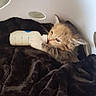 Calliemay joined the competition — help win amazing prizes! kitten, cat, baby_bottle, laundry_basket, blanket, fur, cute, animal, pet, indoor, cozy, small, young, claw, paw, feeding, resting, domestic, feline, cute_animal