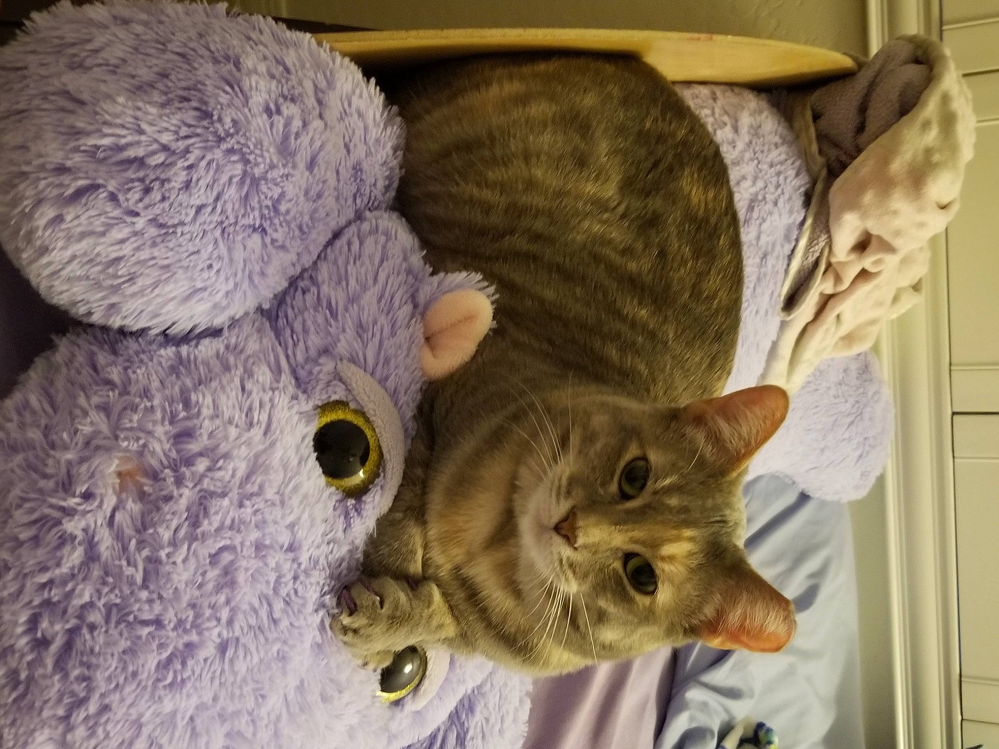 Penny is registered to the contest to win money with this photo: canidae, carnivore, cat, comfort, domestic_short_haired_cat, door, ear, eye, fawn, felidae, fur, small_to_medium_sized_cats, snout, stuffed_toy, tail, whiskers, wood, wool