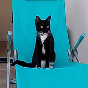 Fripouille participe au concours pour gagner de l'argent avec cette photo : cat, tuxedo_cat, black_and_white, pet, animal, sitting, chair, recliner, turquoise, indoor, portrait, whiskers, green_eyes, pointed_ears, tail, white_chest, white_paws, furniture, home, photography