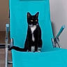 cat, tuxedo_cat, black_and_white, pet, animal, sitting, chair, recliner, turquoise, indoor, portrait, whiskers, green_eyes, pointed_ears, tail, white_chest, white_paws, furniture, home, photography