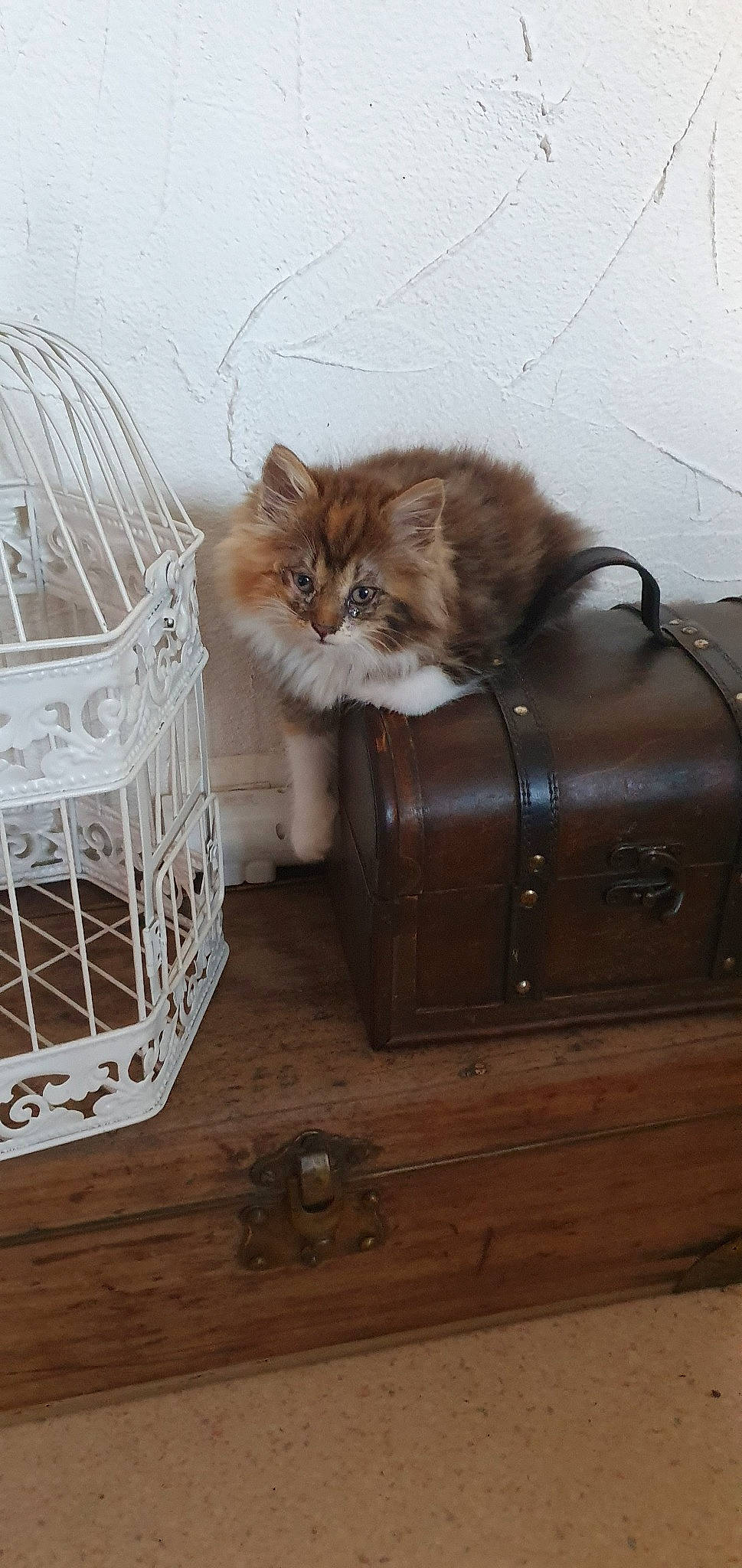 Lia participe au concours pour gagner de l'argent avec cette photo : british_longhair, carnivore, cat, domestic_long_haired_cat, fawn, felidae, flooring, hardwood, kitten, maine_coon, norwegian_forest_cat, persian, small_to_medium_sized_cats, whiskers