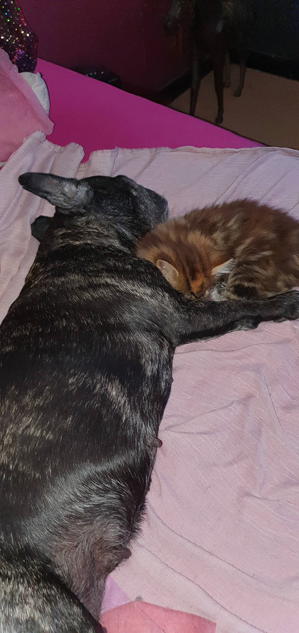 Lia a rejoint le concours — aidez-le/la à gagner de superbes lots ! bed, carnivore, cat, domestic_short_haired_cat, ear, european_shorthair, fawn, felidae, fur, kitten, nap, skin, sleep, small_to_medium_sized_cats, tabby_cat, tail, whiskers