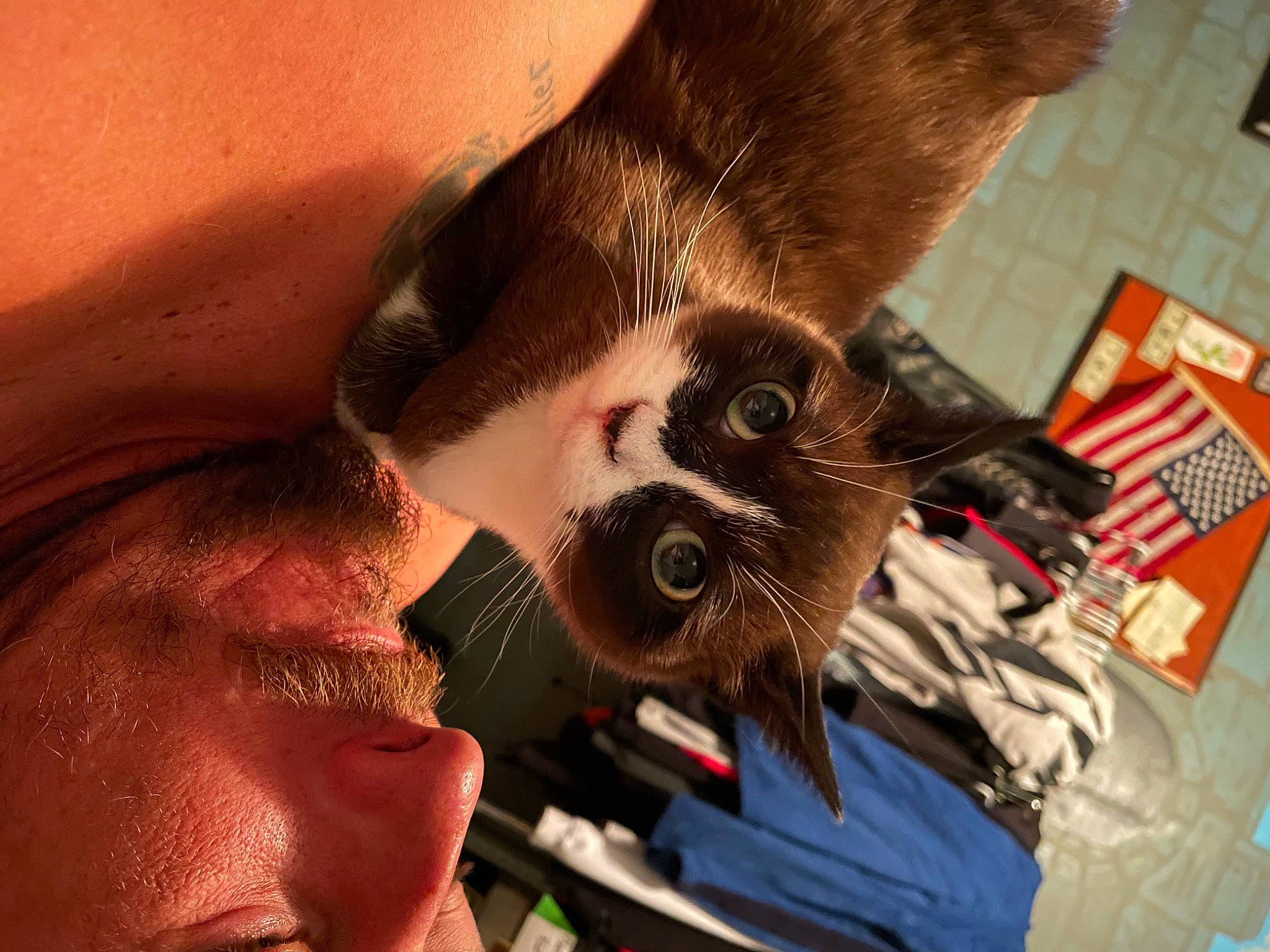 Gomez is registered to the contest to win money with this photo: beard, canidae, carnivore, cat, claw, companion_dog, eyelash, eyewear, fawn, felidae, fur, jaw, nail, paw, small_to_medium_sized_cats, snout, sporting_group, sunglasses, tail, whiskers