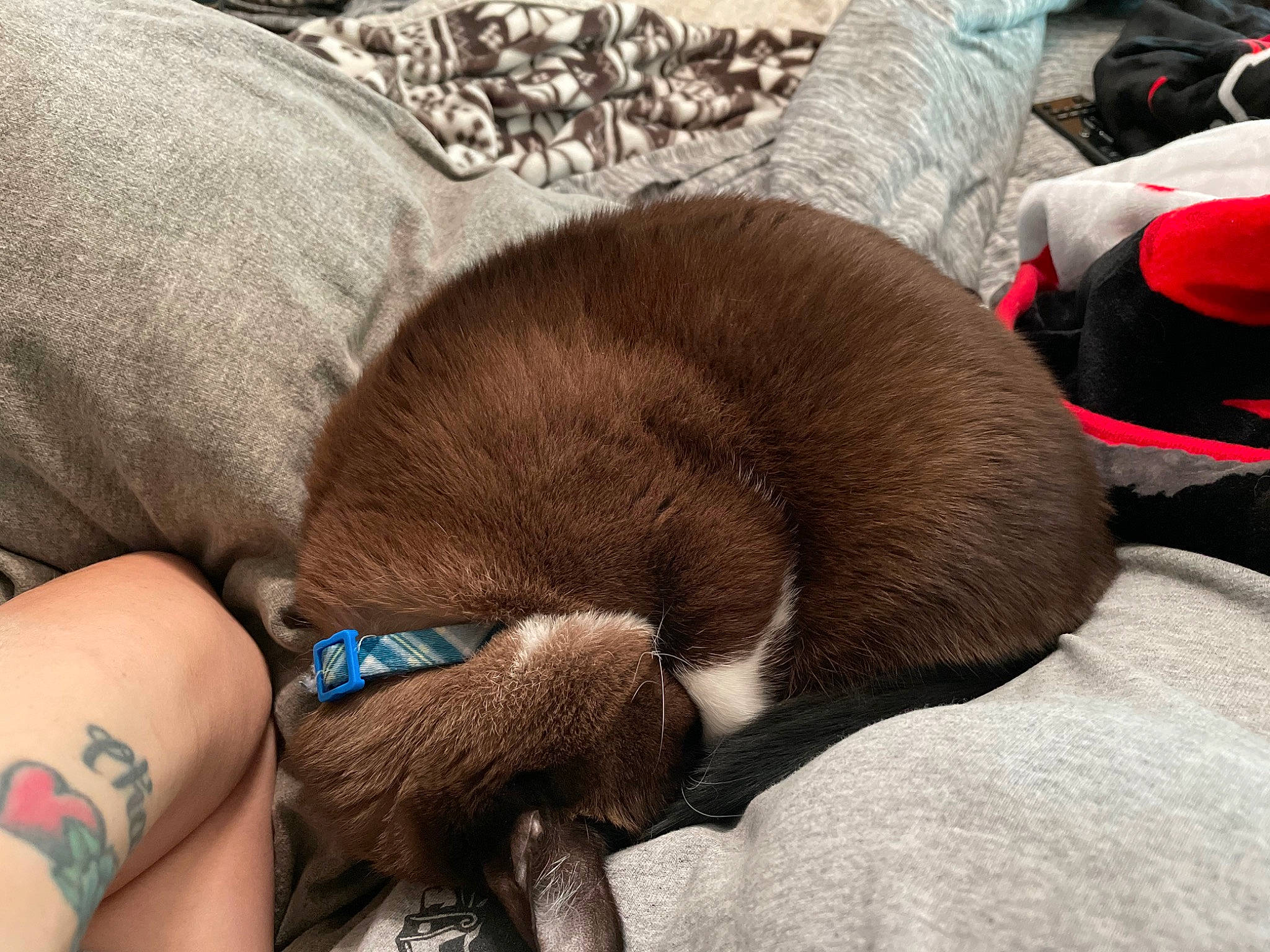 Gomez is registered to the contest to win money with this photo: canidae, carnivore, comfort, companion_dog, dog, dog_breed, fashion_accessory, fawn, felidae, fur, human_leg, liver, paw, small_to_medium_sized_cats, snout, sporting_group, tail, whiskers, working_animal, wrist